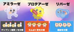 消化酵素.png