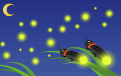 蛍.png