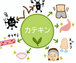 カテキン.png
