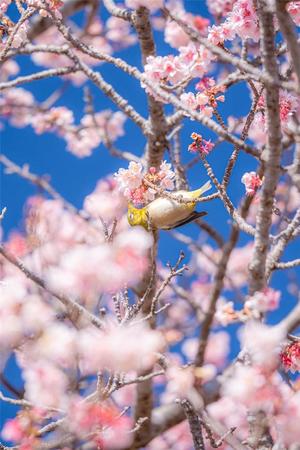 桜と鳥.jpg