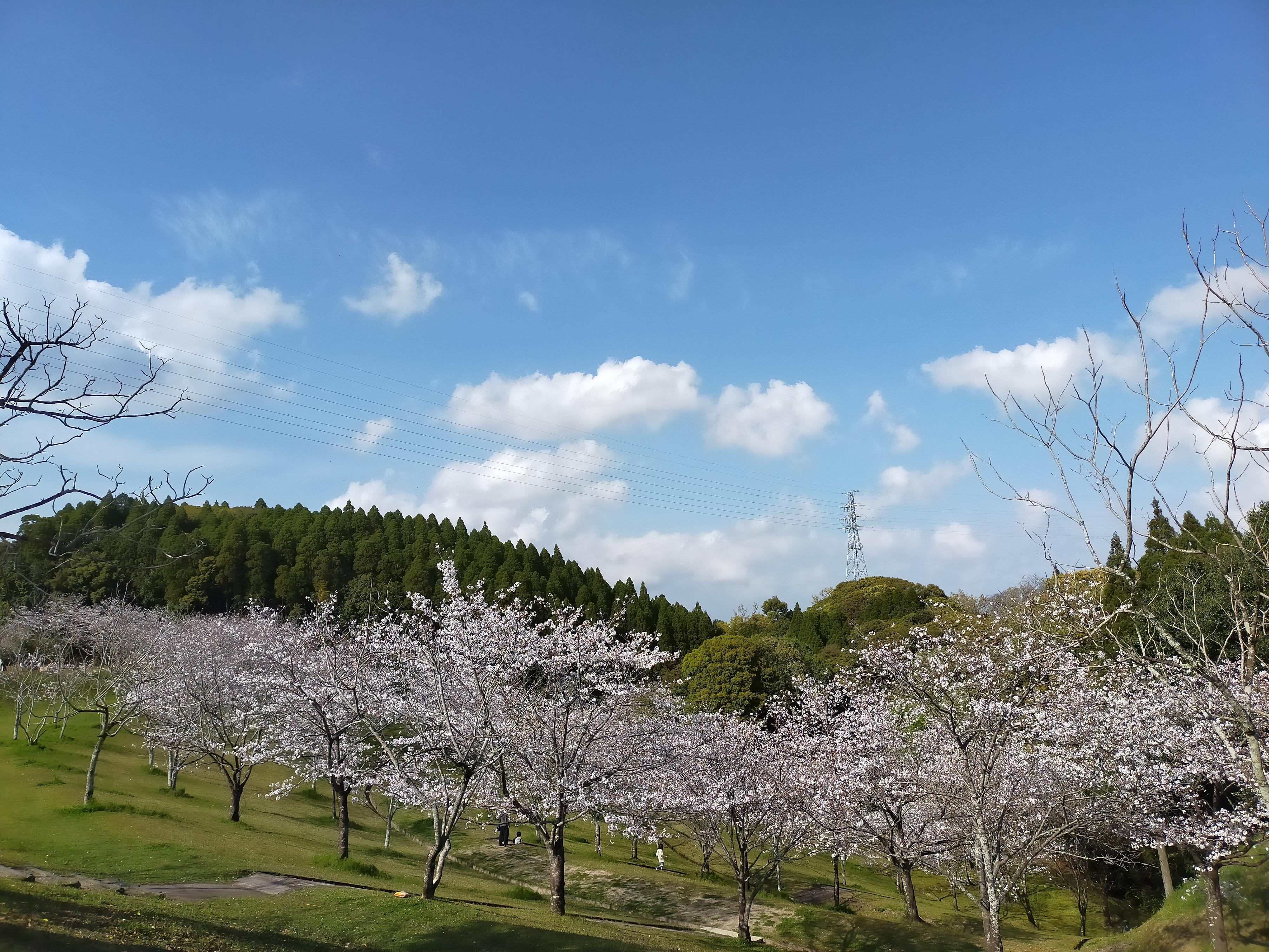 桜公園.jpg