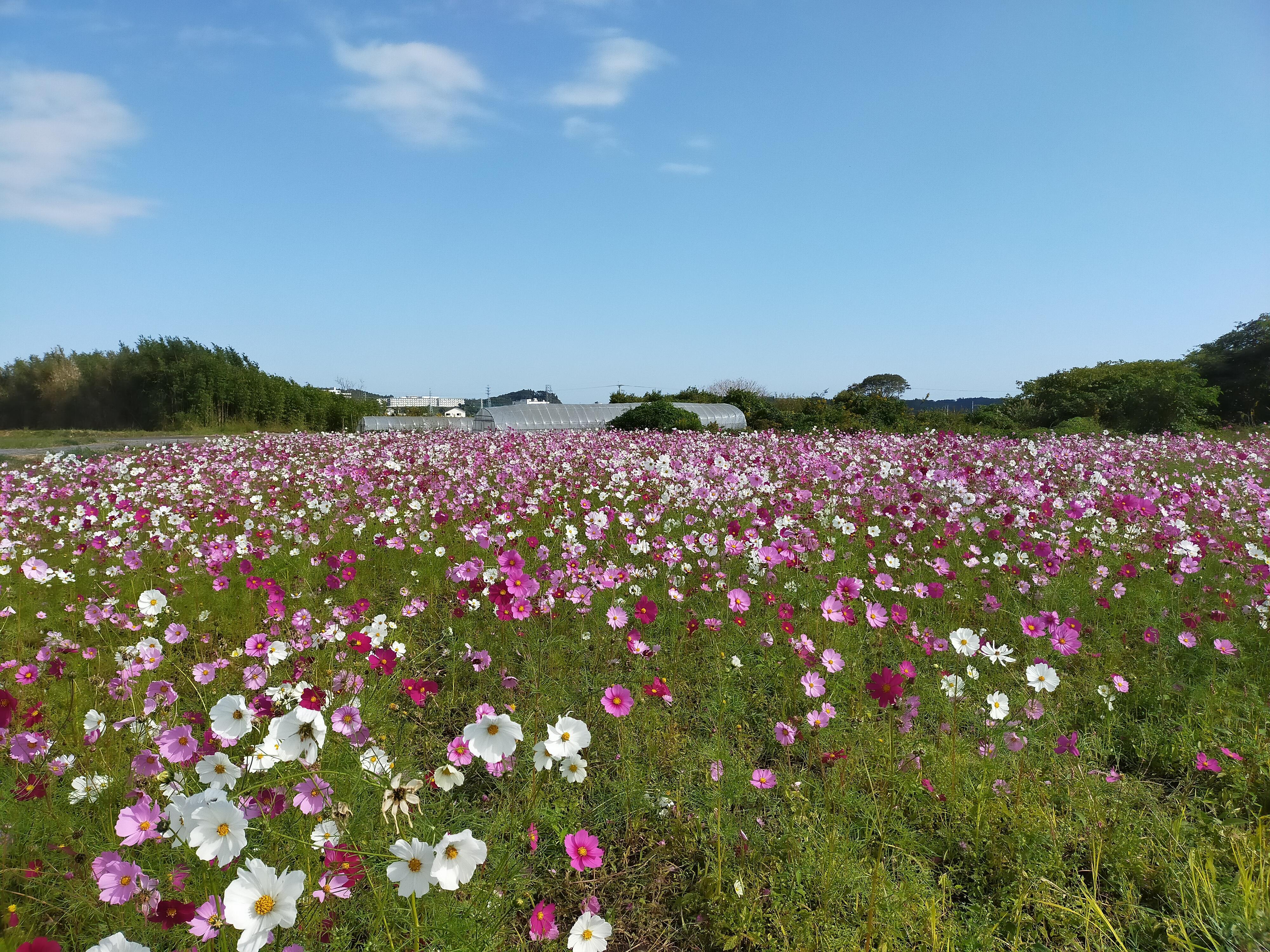 コスモス②.jpg