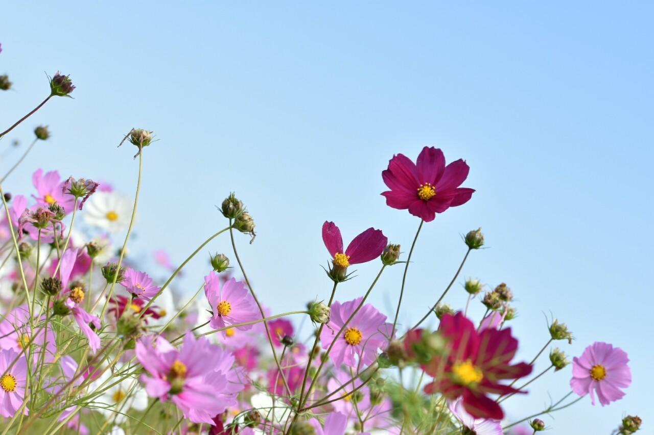 コスモス①.jpg