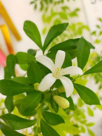 ジャスミン.jpg