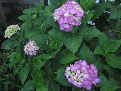 143349807690787446180_IMG_1673.jpgのサムネイル画像