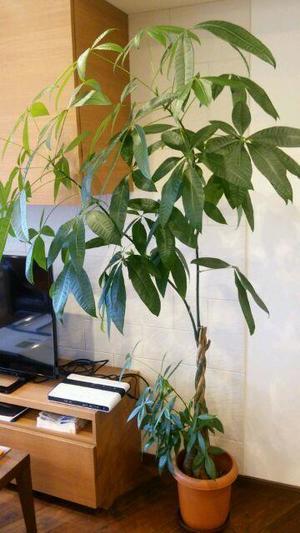 DSC_0939.JPGのサムネイル画像