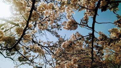富山桜1.jpgのサムネイル画像