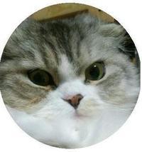 neko2.jpgのサムネイル画像