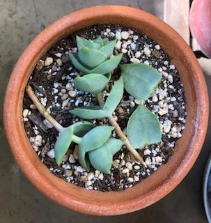 スタッフブログ Shoei西荻店 東京都 Lixilリフォームショップ