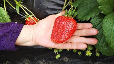 s-いちご.jpg