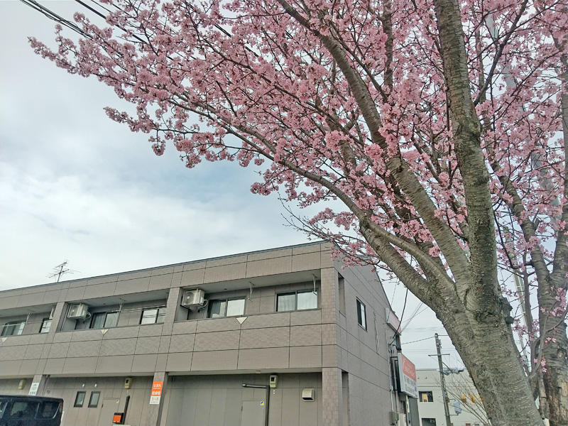 桜店舗.jpg