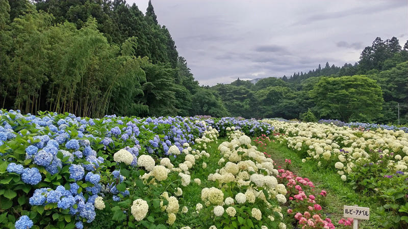 あじさい園.jpg