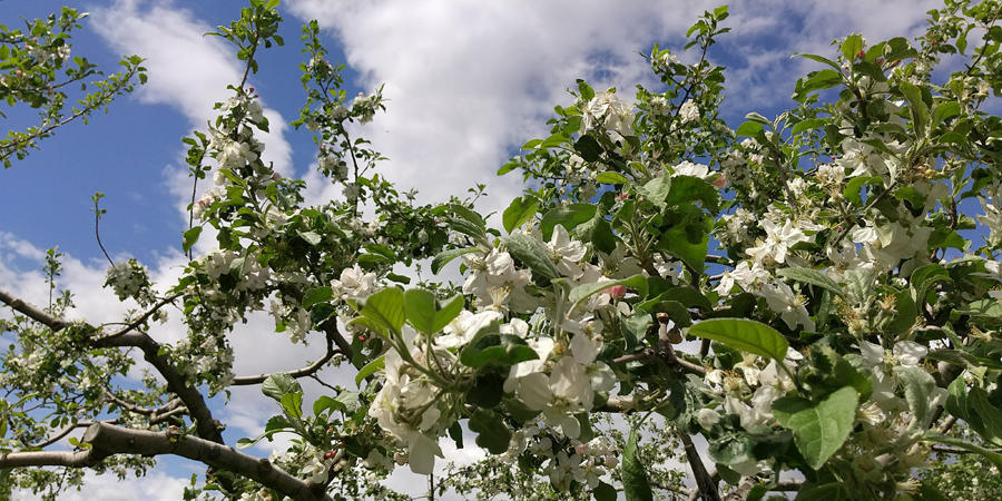 リンゴの花.jpg