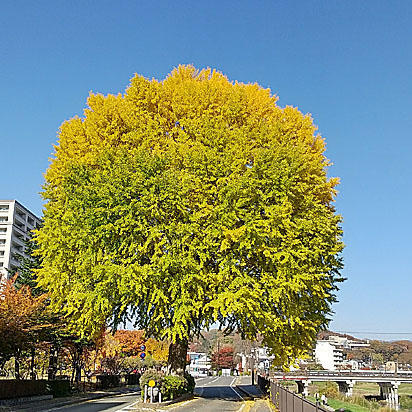 銀杏の木.JPG