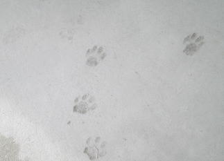 猫ちゃんの足跡付き土間コンクリート