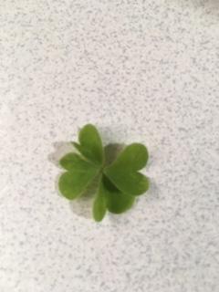 四つ葉.JPG