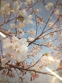桜.JPG