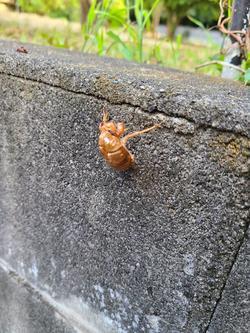 セミの抜け殻.jpg