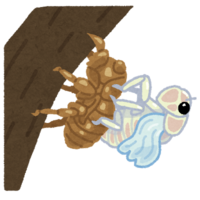 セミの羽化.png