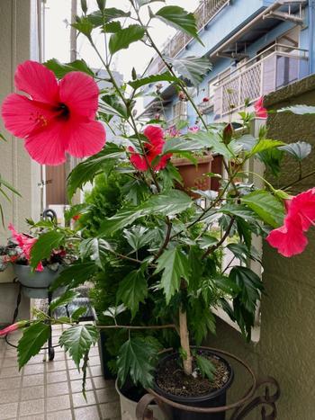 ハイビスカス.jpg