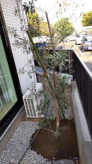 浅野様邸　オリーブの木剪定工事_211004_0.jpg