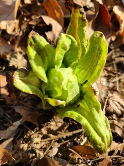 フキノトウ２.jpg