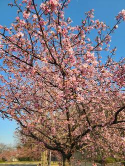 河津桜２０２２ー２.jpg