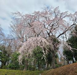 枝垂桜１.jpg