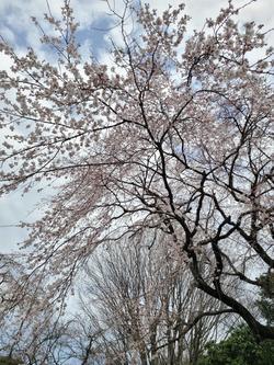 枝垂桜.jpg