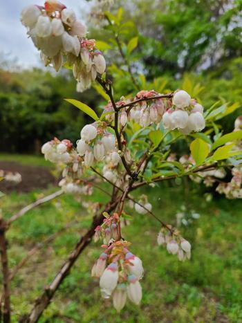 ブルーベリーの花.jpg