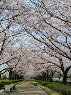 満開の桜２.jpg