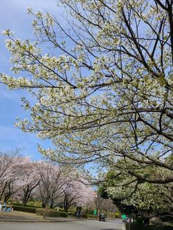 満開の桜３.jpg
