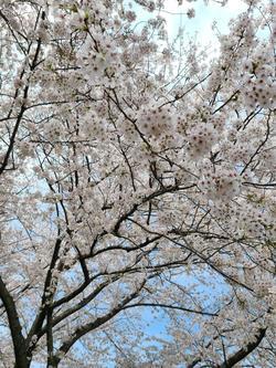 満開の桜１.jpg