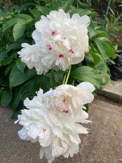 LINE_ALBUM_磯部雪江様の花_220513_1.jpg