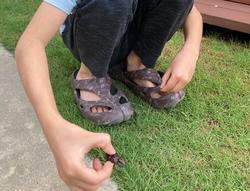 クワガタ　２ - コピー.jpg