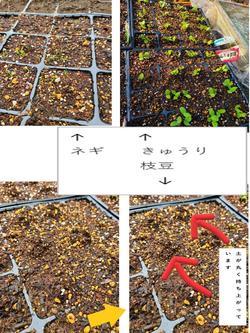 ねぎ - コピー.jpg