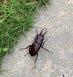 クワガタ - コピー.jpg