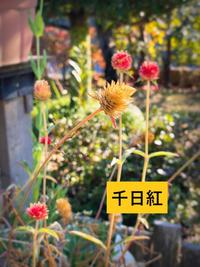 千日紅 - コピー.jpg