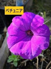 ペチュニア - コピー.jpg