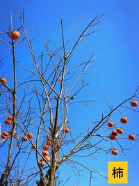 柿 - コピー.jpg