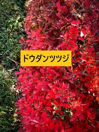 どうだんつつじ - コピー.jpg