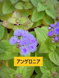 アンゲロニア - コピー.jpg
