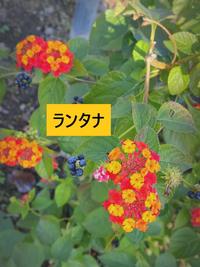 ランタナ - コピー.jpg