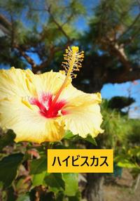 ハイビスカス - コピー.jpg