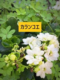 カランコエ - コピー.jpg