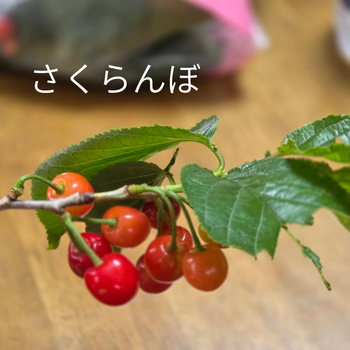 さくらんぼ.png
