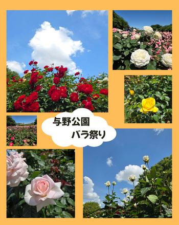 与野公園 バラ祭り.png