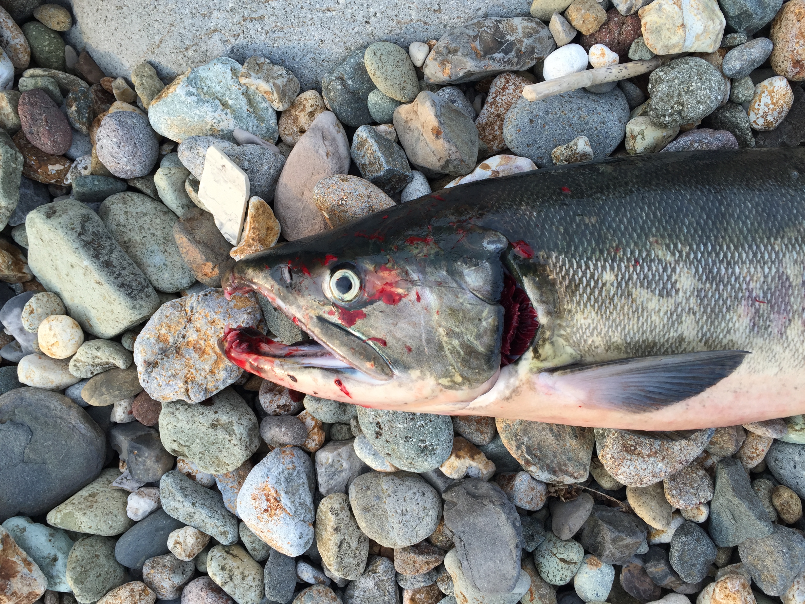 写真 2016-10-05 6 30 33.jpg