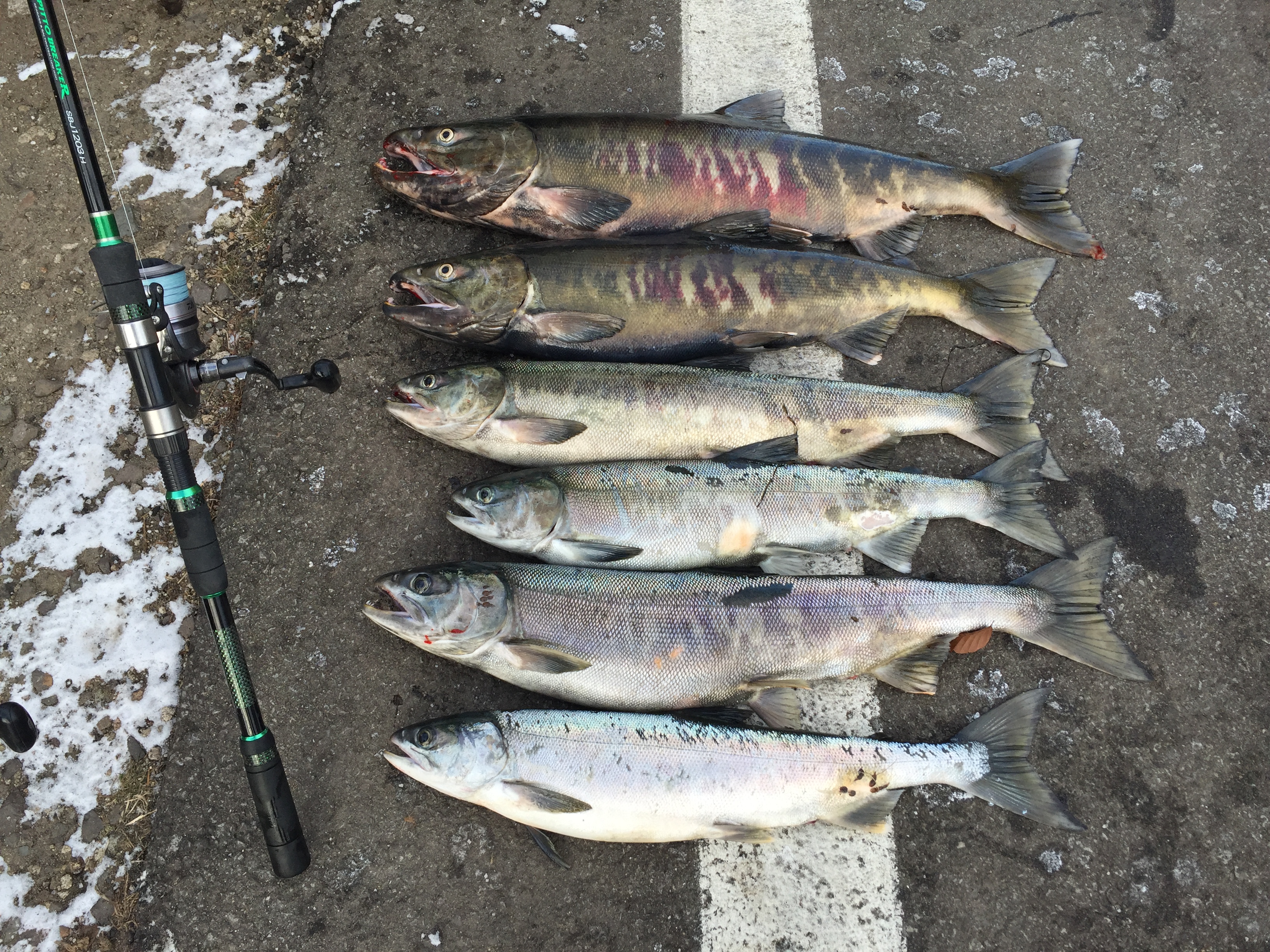 写真 2016-11-24 8 00 57.jpg