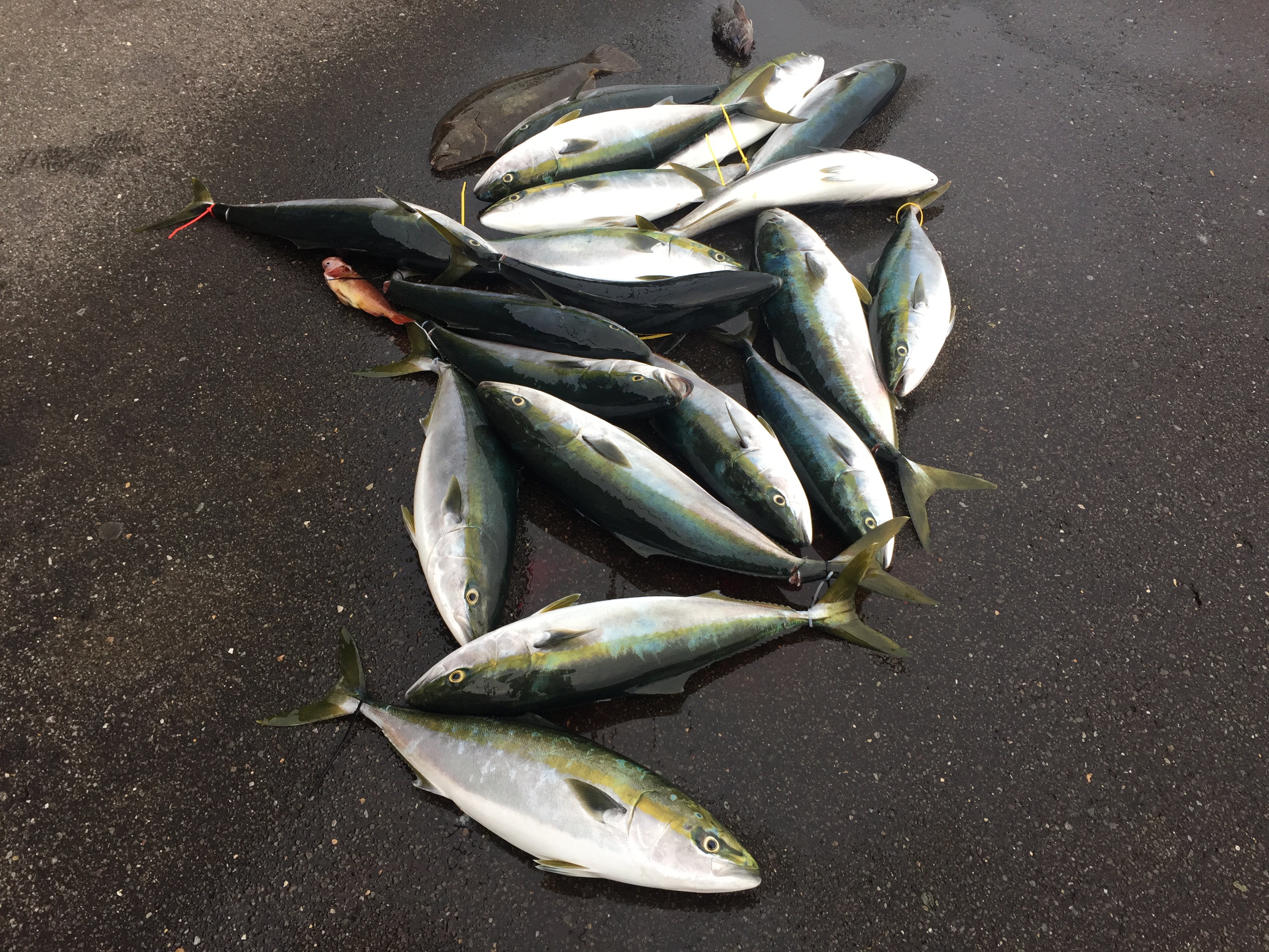 写真 2016-11-30 15 18 54.jpg